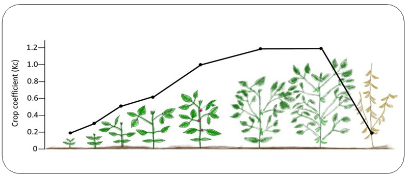 An illustration of soybean plants at different growth stages with a line graph showing the amount of soybean crop coefficients.